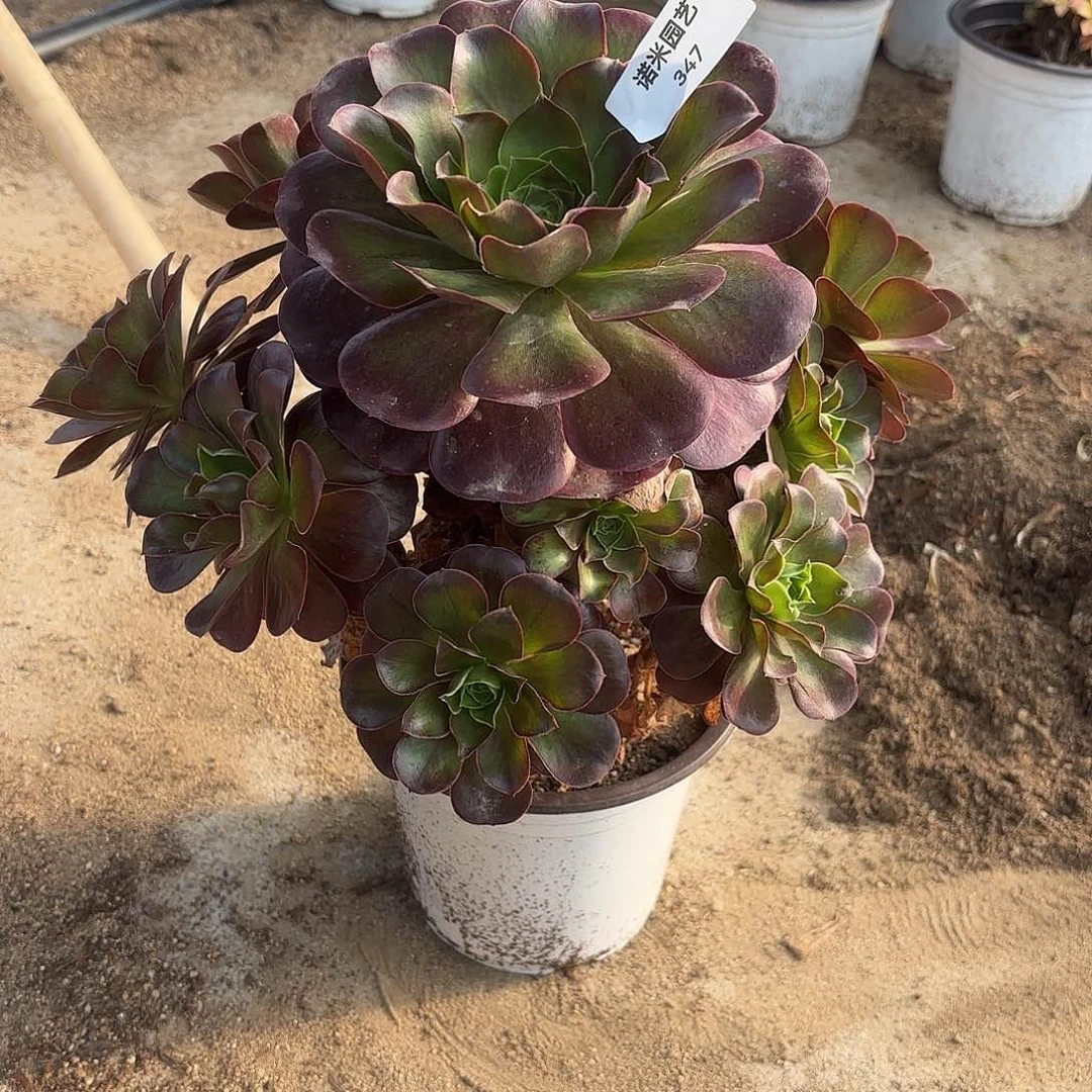 魅金多肉植物手捧347