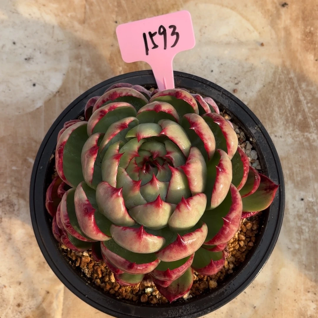 多肉植物惊鸿仙子32.8