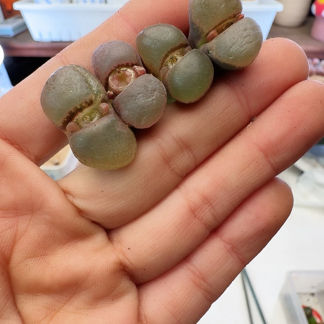 福利瑕疵风铃介意慎拍151