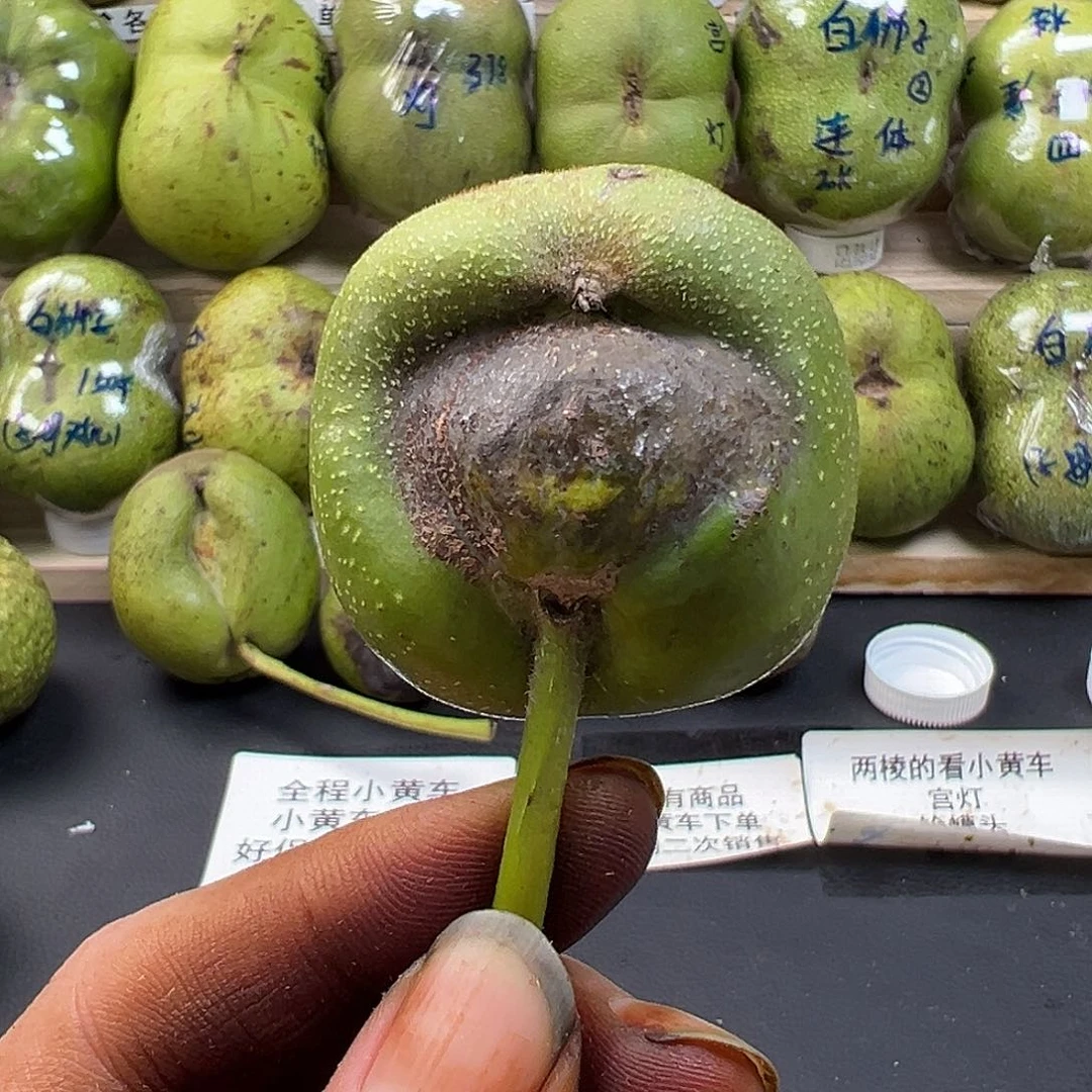 核桃宫灯正蛇 s 级别 定制款 去皮以后影响二次销售
