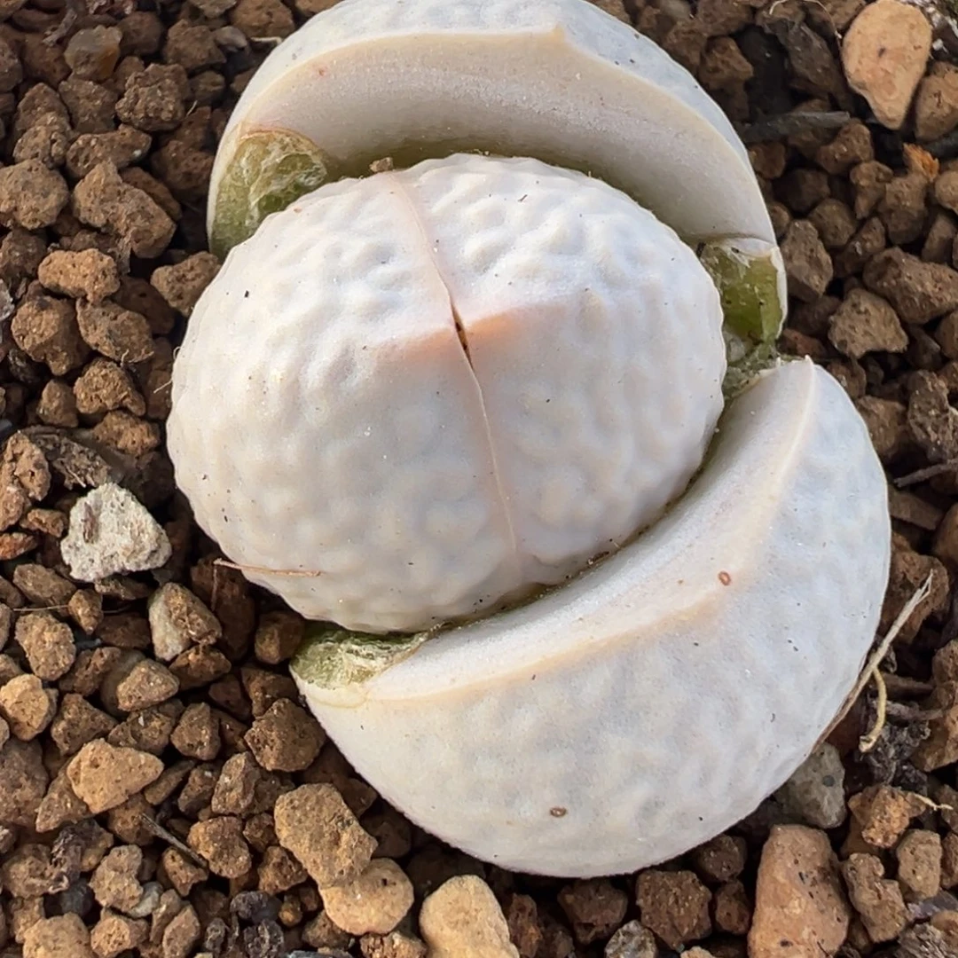 065多肉植物种类多样