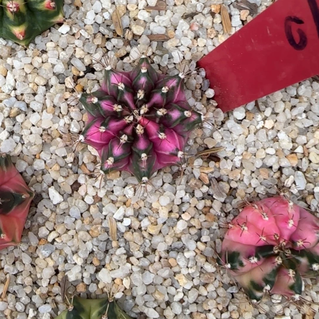 710-0510泰国发货