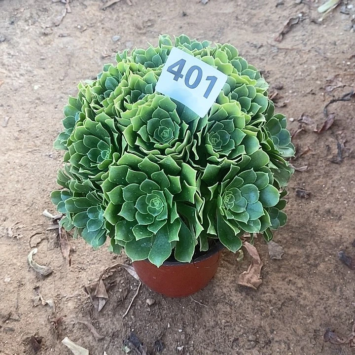 夜**光法师植物12345678