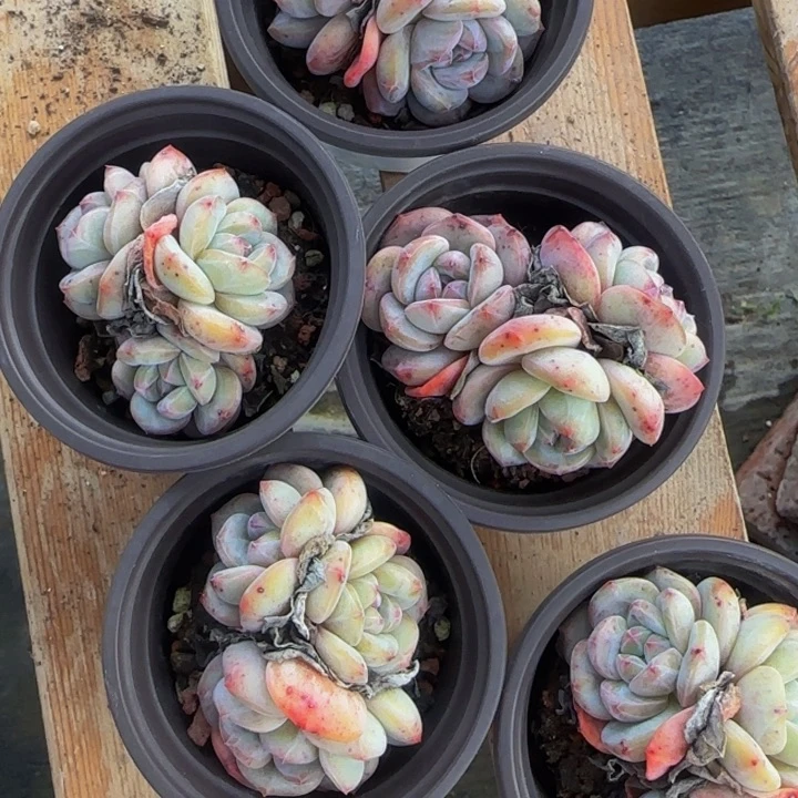 圆脸星影三头1颗女神节福利