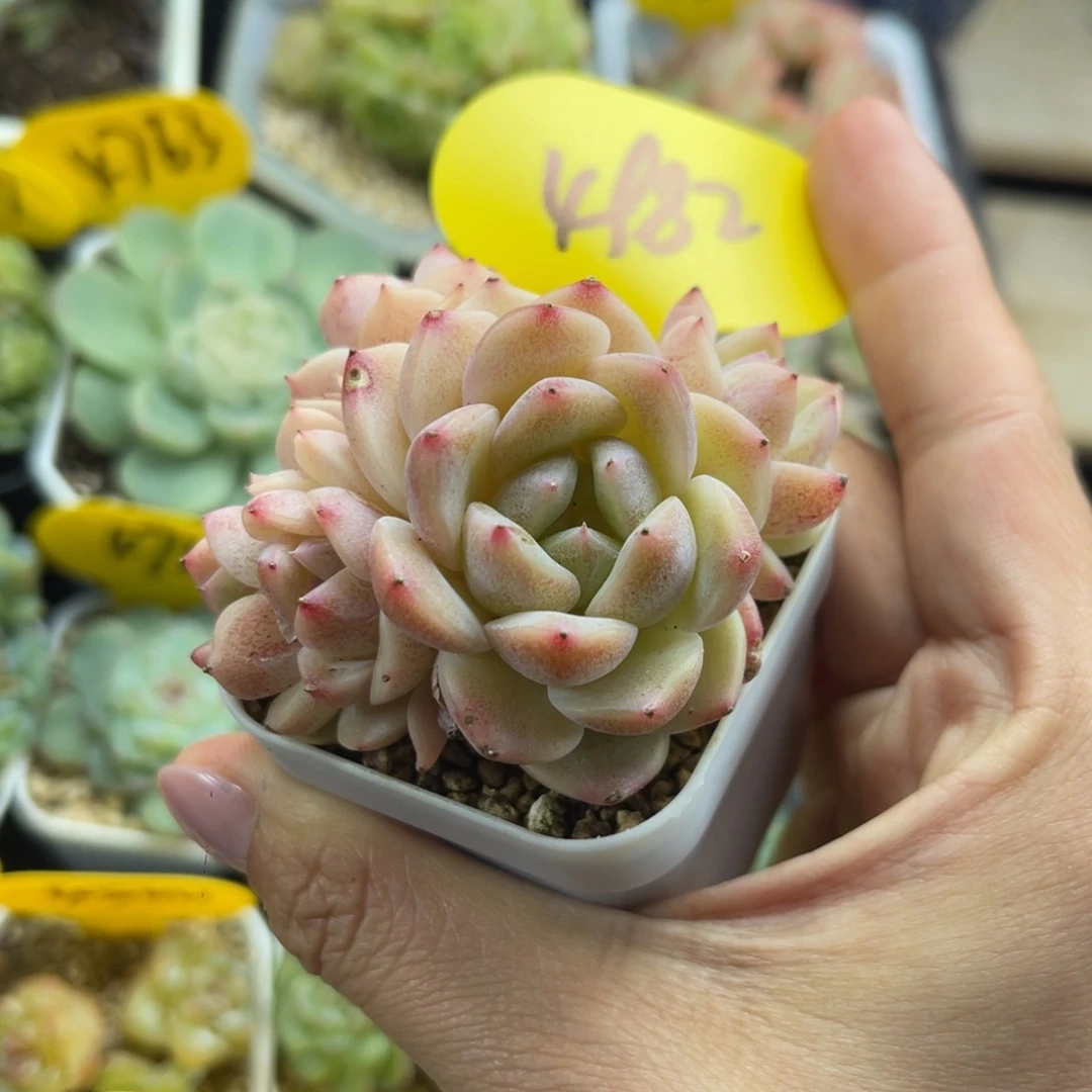 甜心D，5头群4982可拍