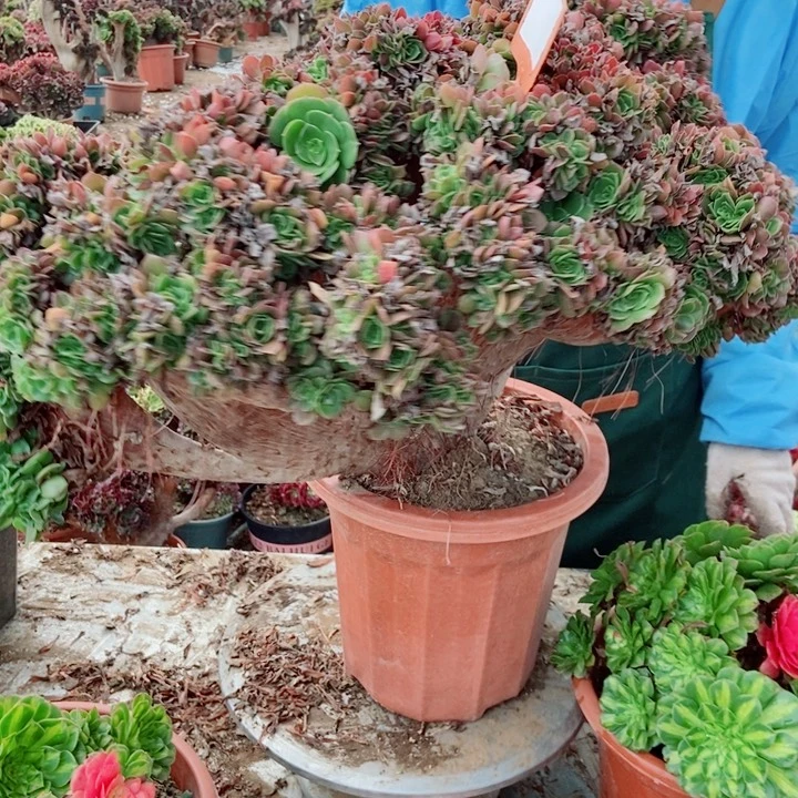 元***子D931枚缀缀化老庄老庄