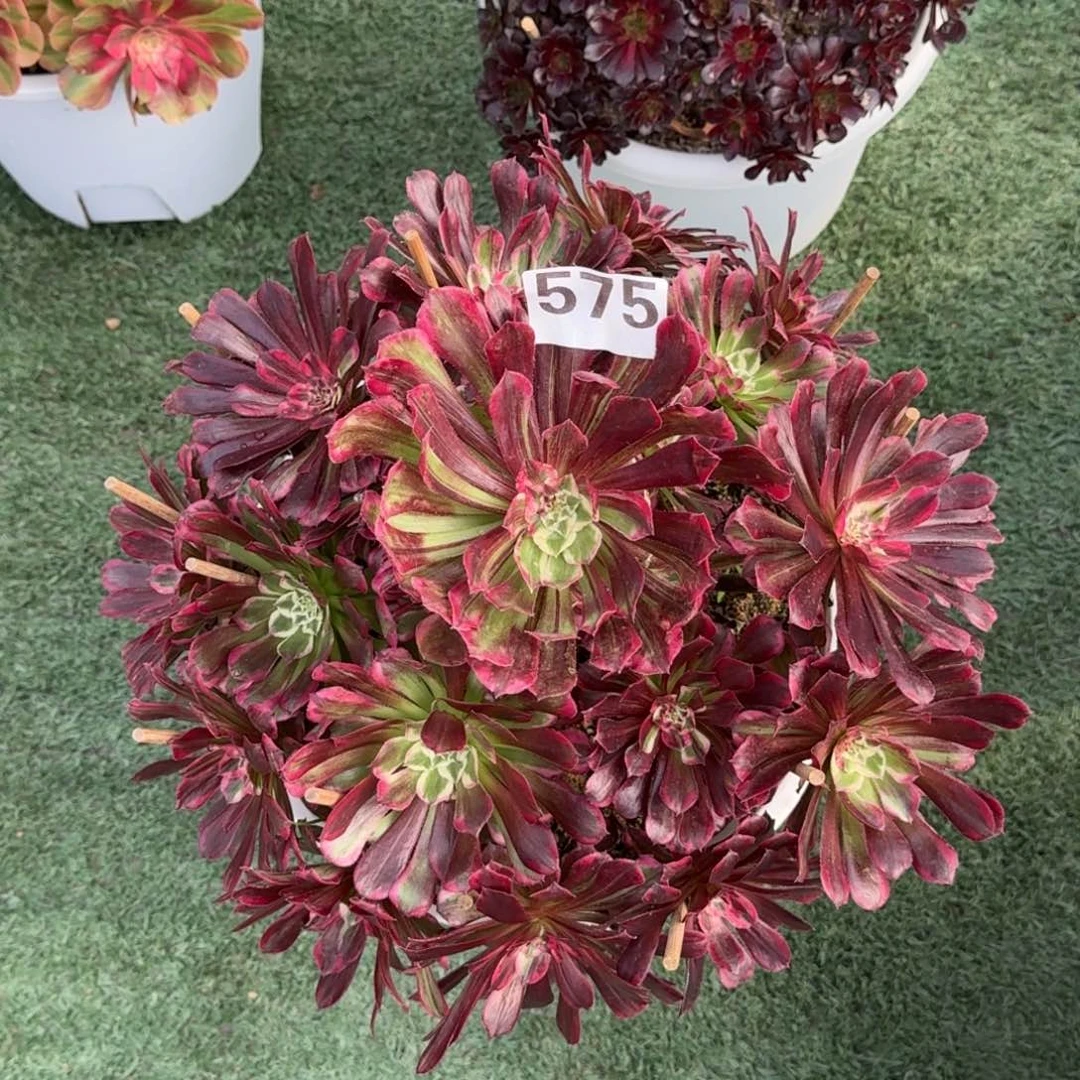 575！同花顺法师多肉植物