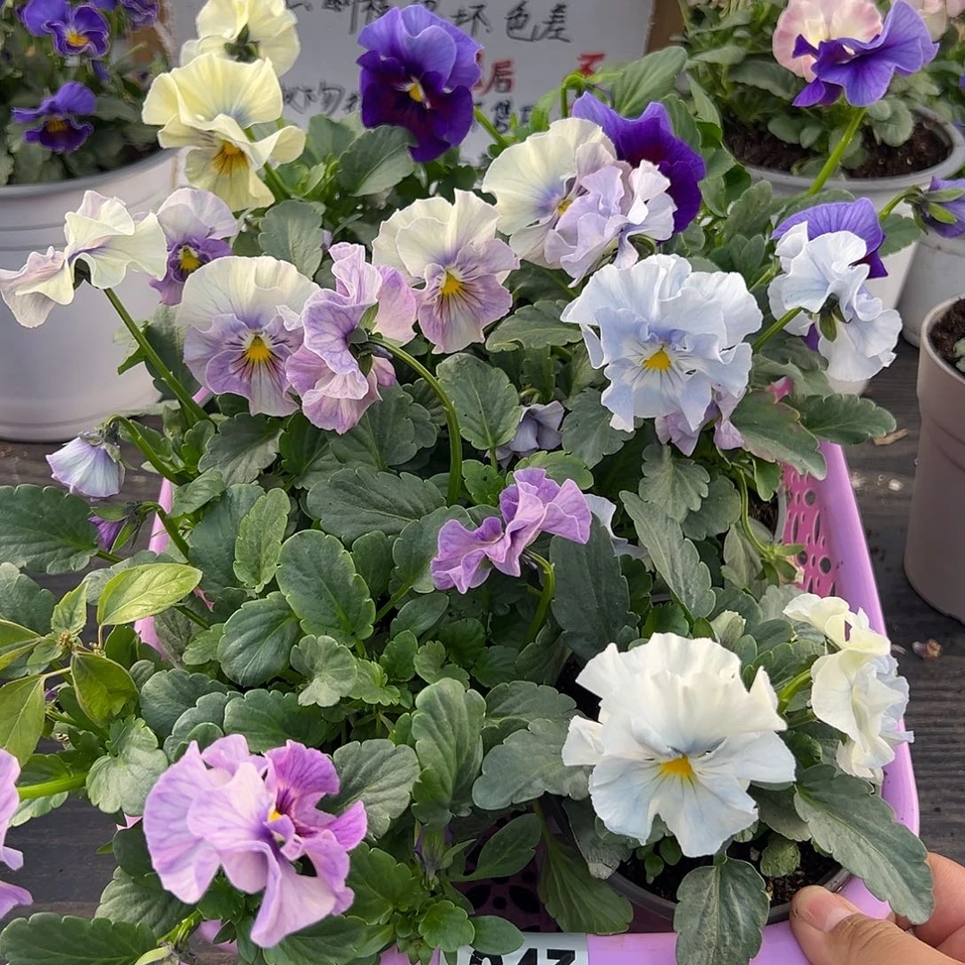 大部分花苞少量开放043号