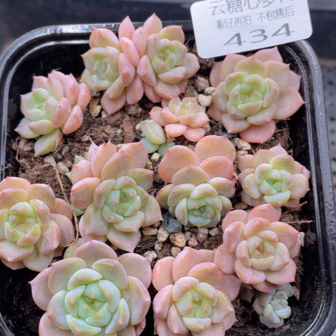 云糖心多肉植物434