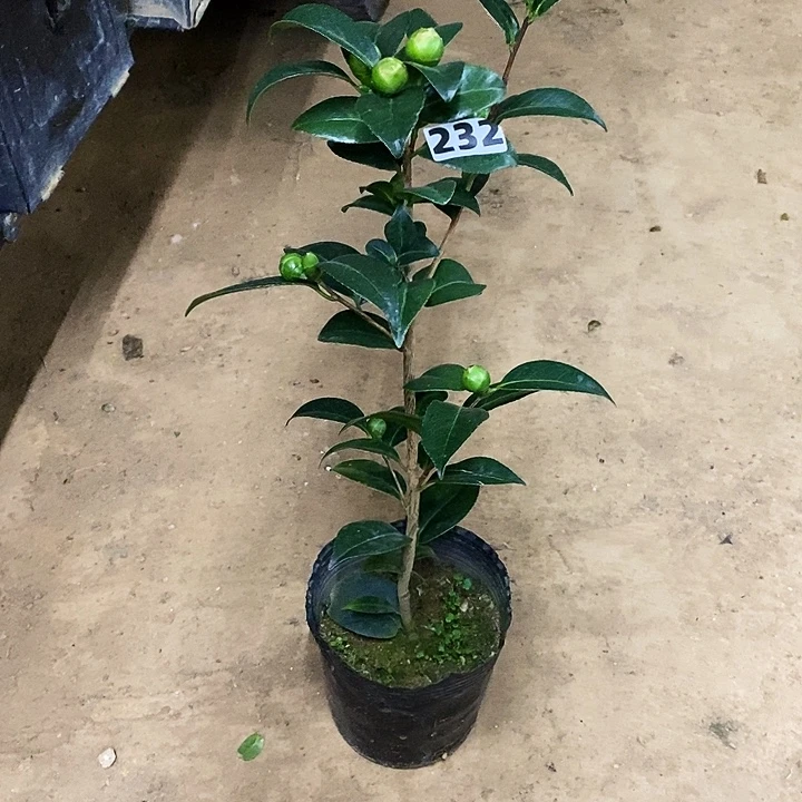 巴黎天使。    232。