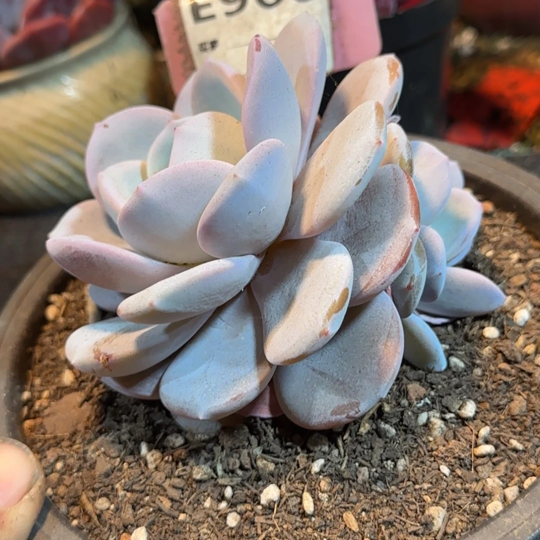 韩版奶茶惊鸿一物一拍包装收缩花旱966