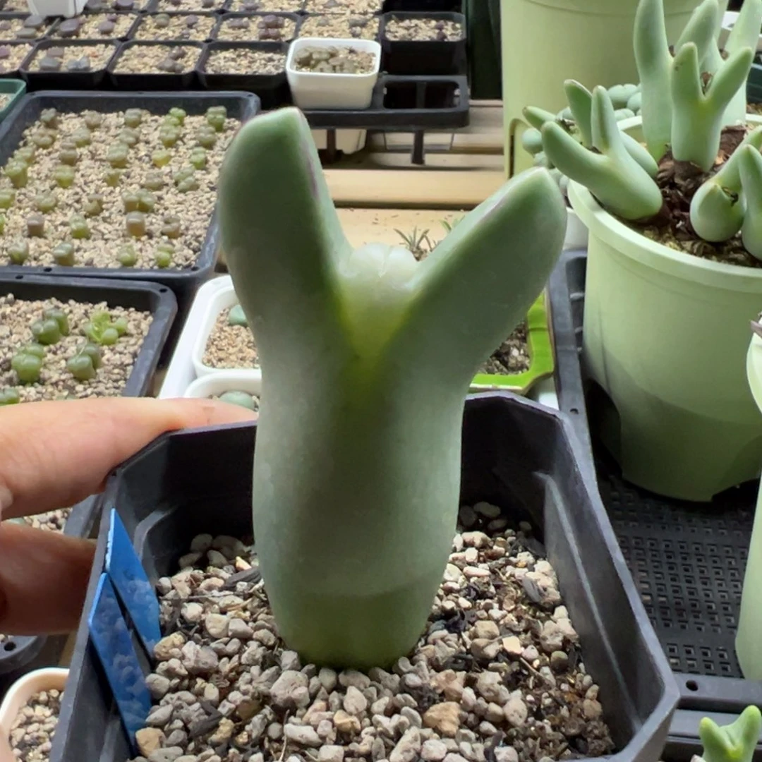 6*过年特特特特多肉