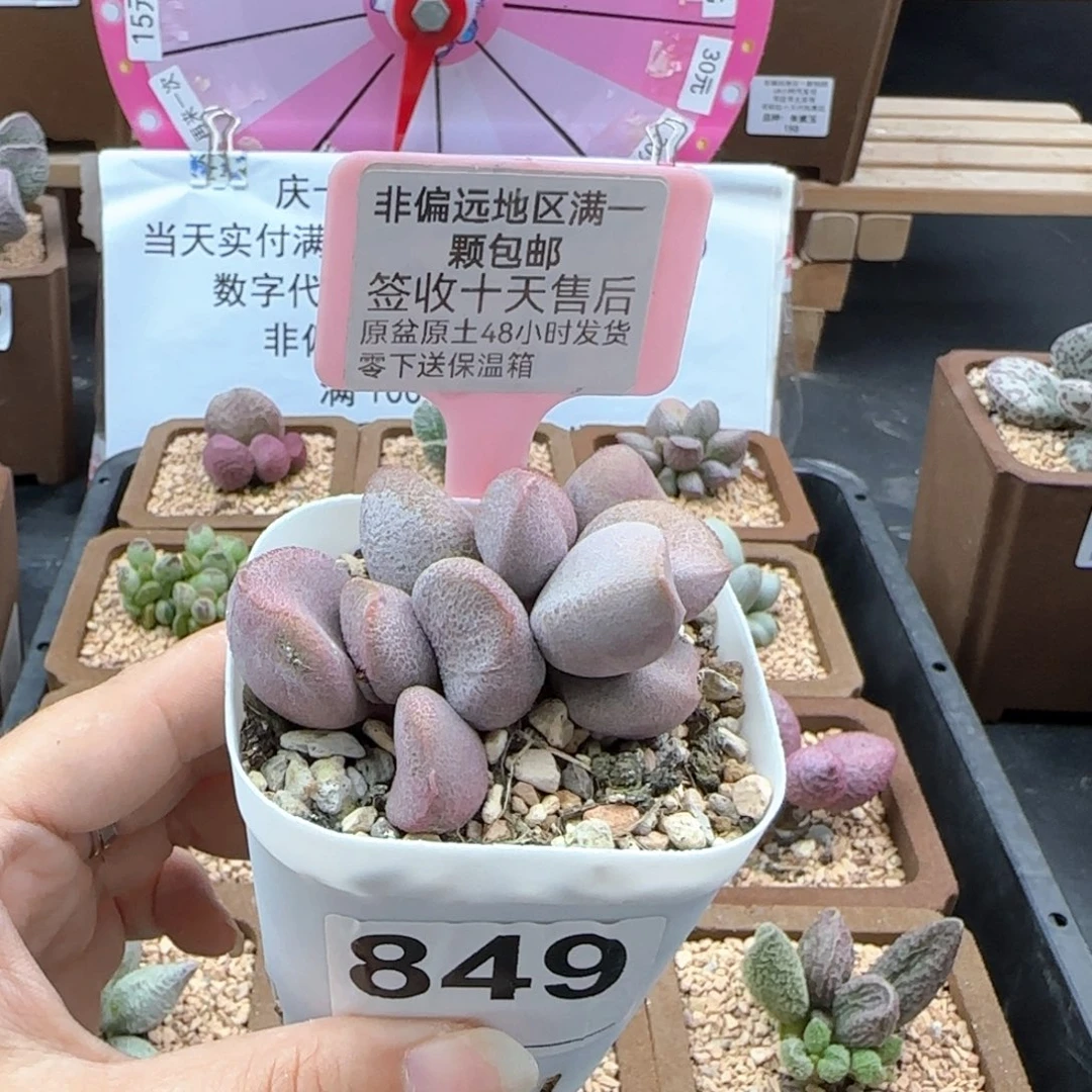 849甜心多肉植物