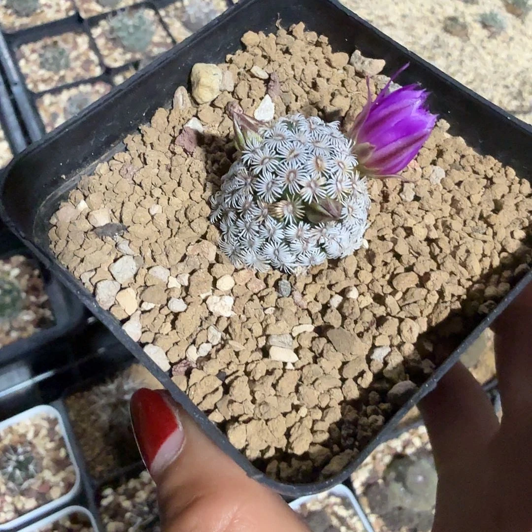 实生克氏丸脱土发货