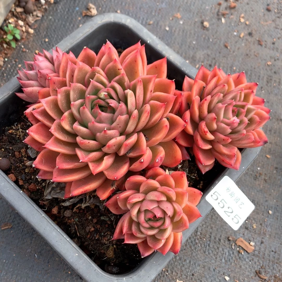 5525杂交多肉植物基地
