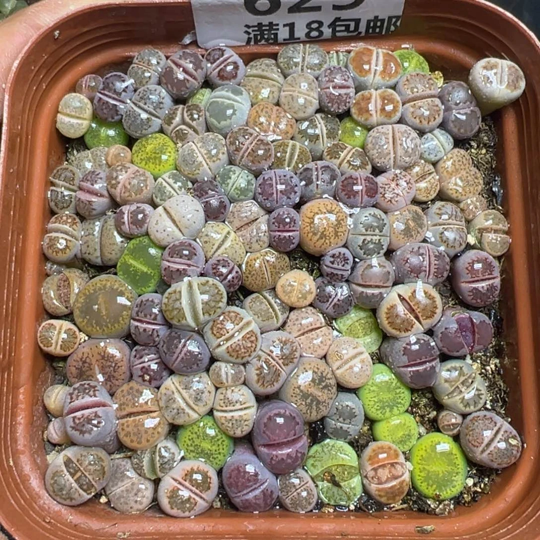 【闪购商品】 629。