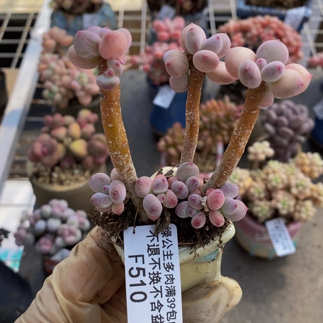 苹果奶酪510/6c m