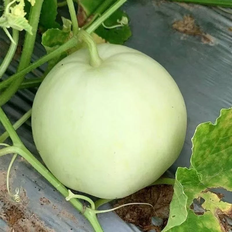 【全店满8包包邮】冰糖甜宝种子