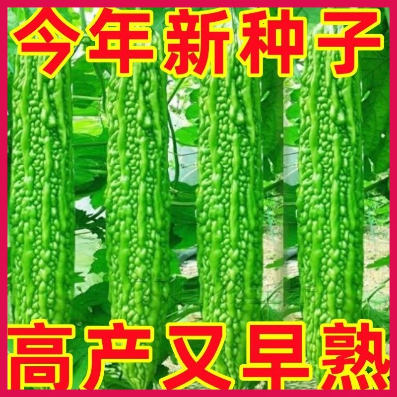 苦瓜种子高产早熟翠绿疙瘩绿白苦瓜种籽春季四季播庭院蔬菜种孑