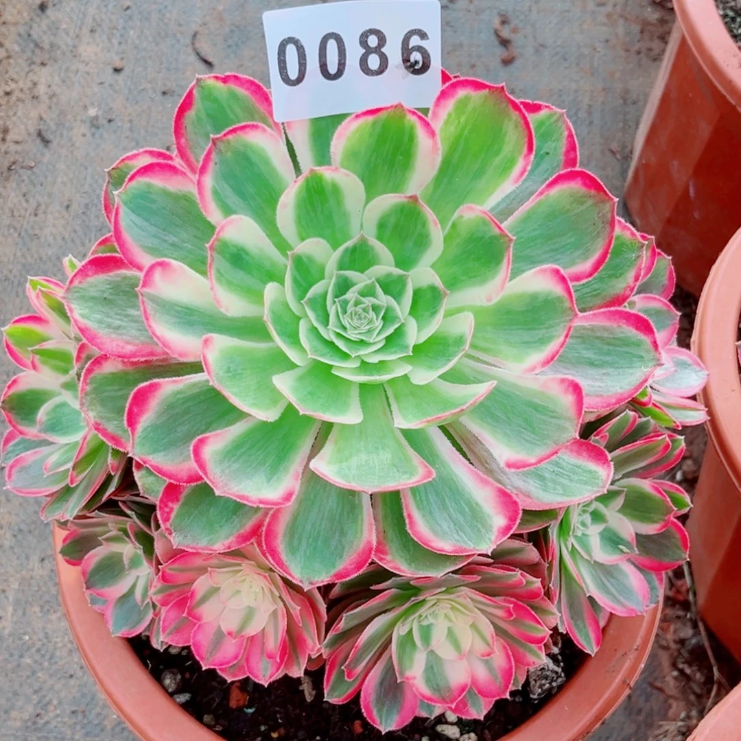 新品孔雀翎特价多肉