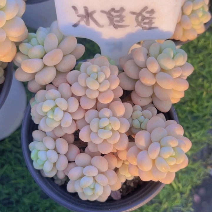 健健康康平平安安