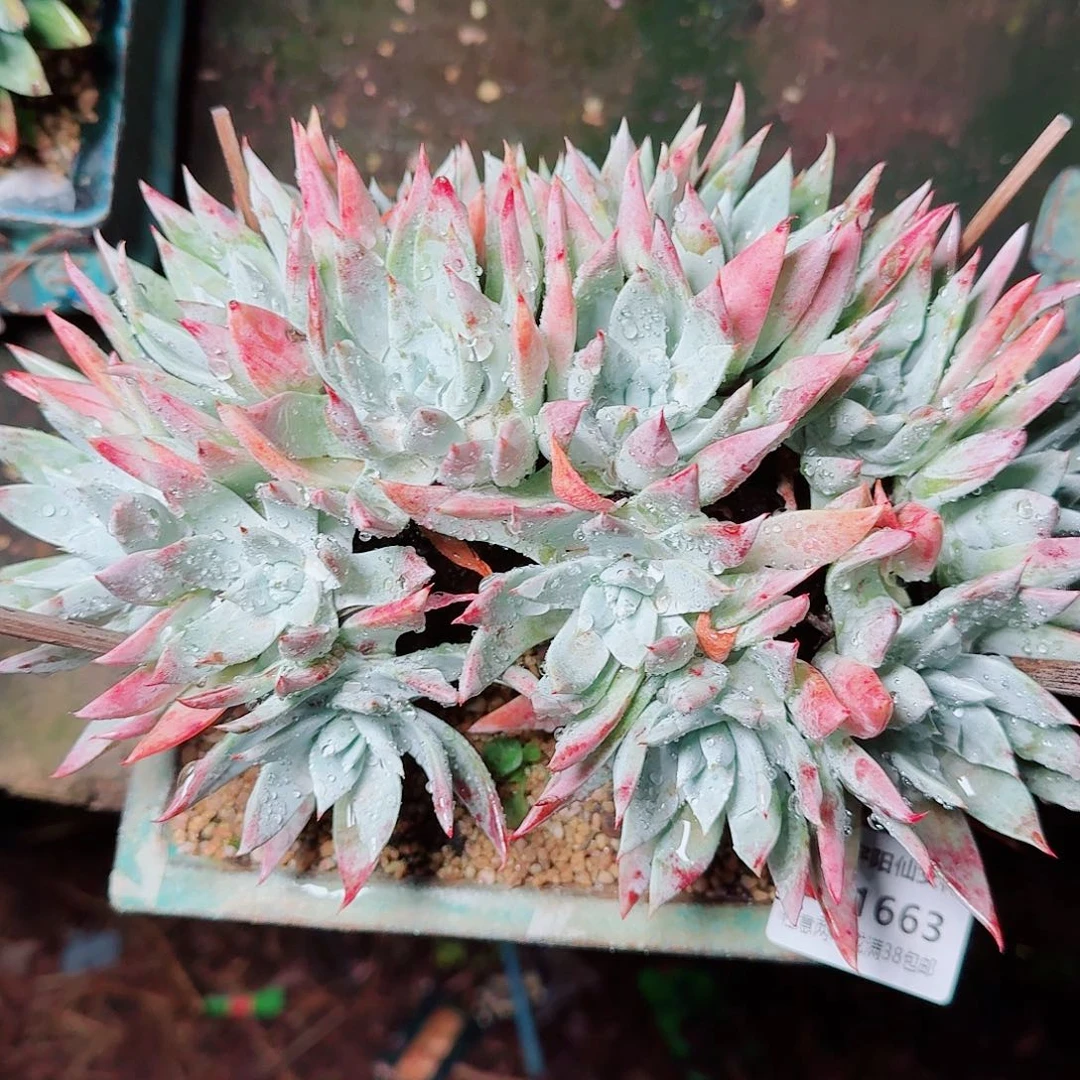 1663血奴仙女杯多肉