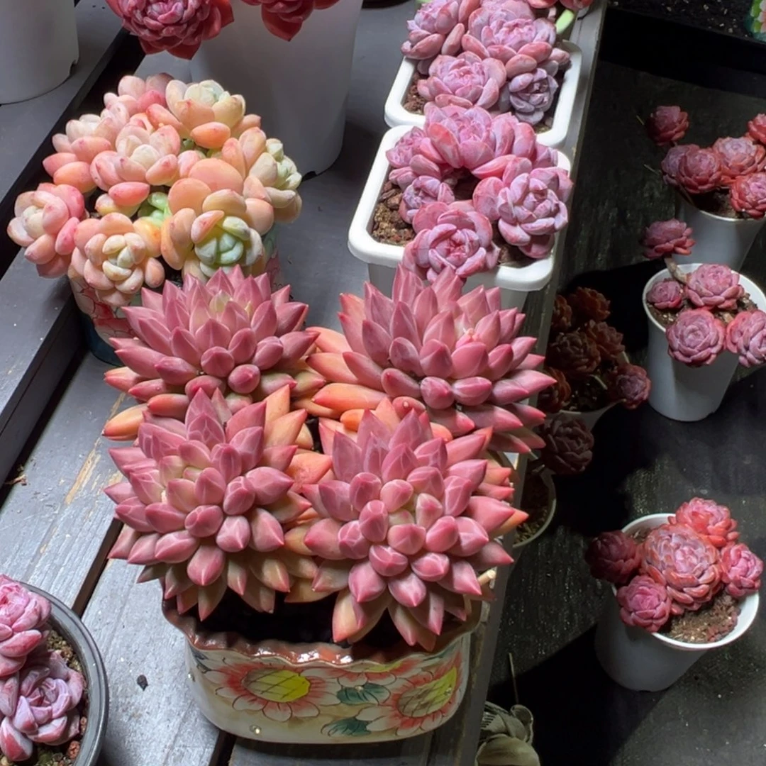 H***J红蜻蜓精控老控多肉