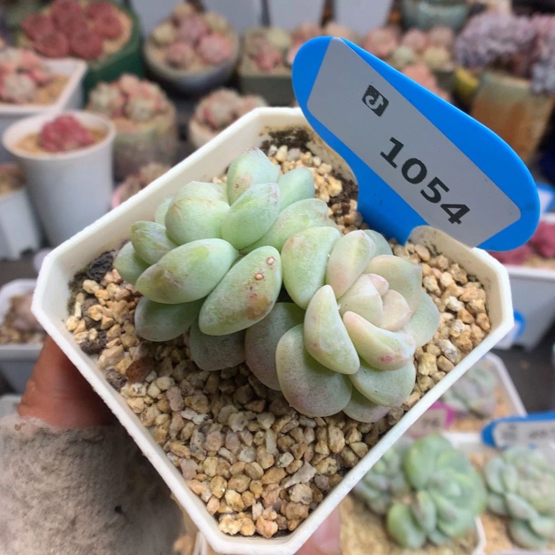 1054双头异色冰玉石化