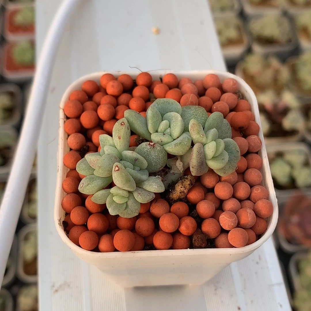 多肉植物一物一拍