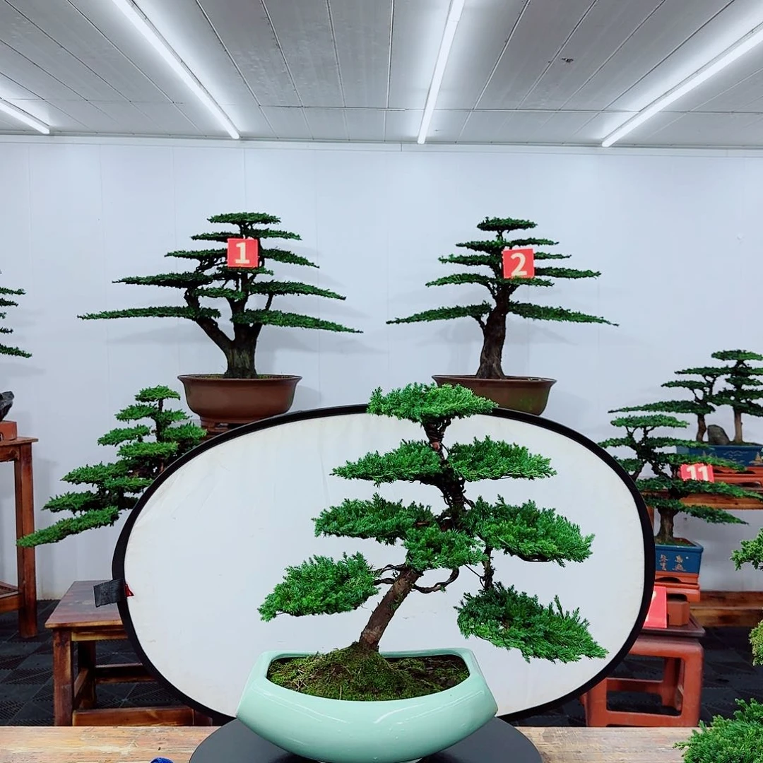 无花朵高**哥0000000000