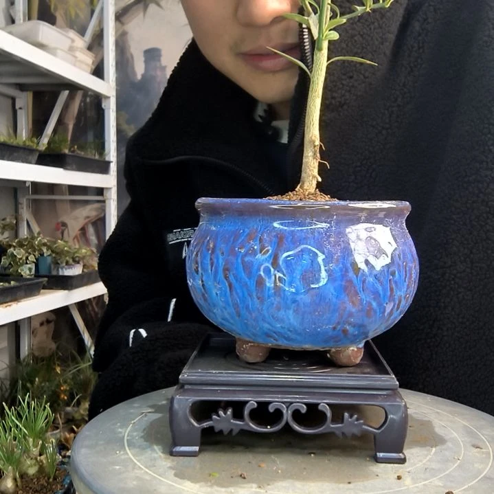 糖***呀小盆景小植物一物一拍59