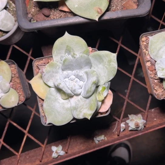 丽谢谢姐姐～一物一拍3622