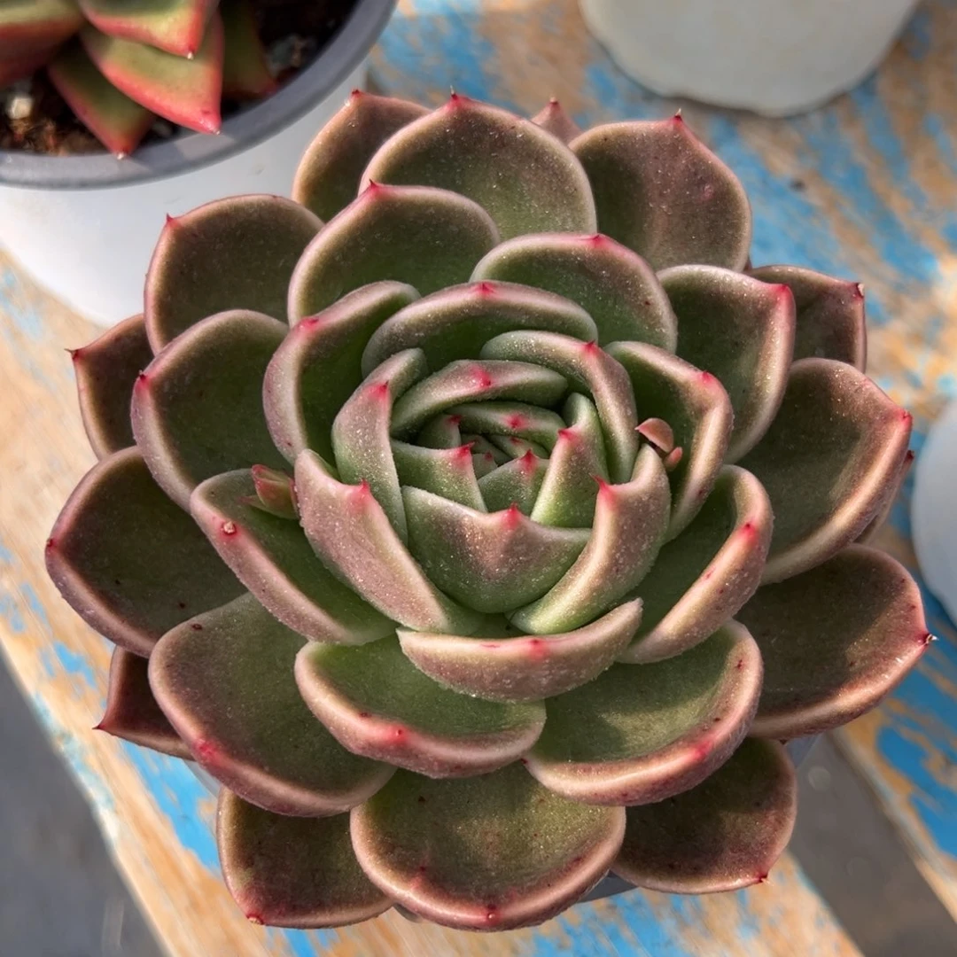 多肉植物一物一拍（31号）