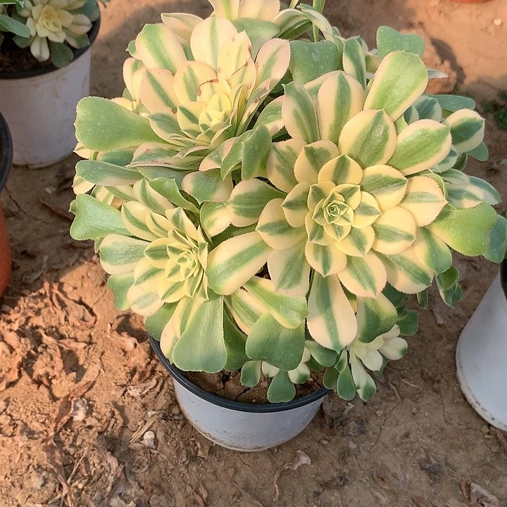 多肉植物心你亚157