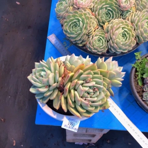 蛋*1661香槟多肉