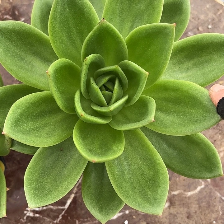 翠花18cm起发（满18包邮，偏远地区1号链接拍十块运费）