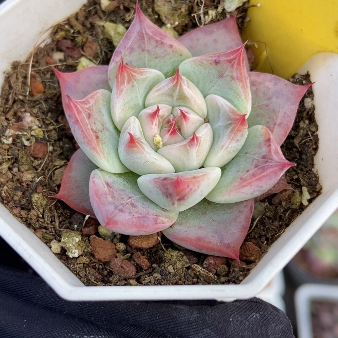 6109婚戒多肉植物