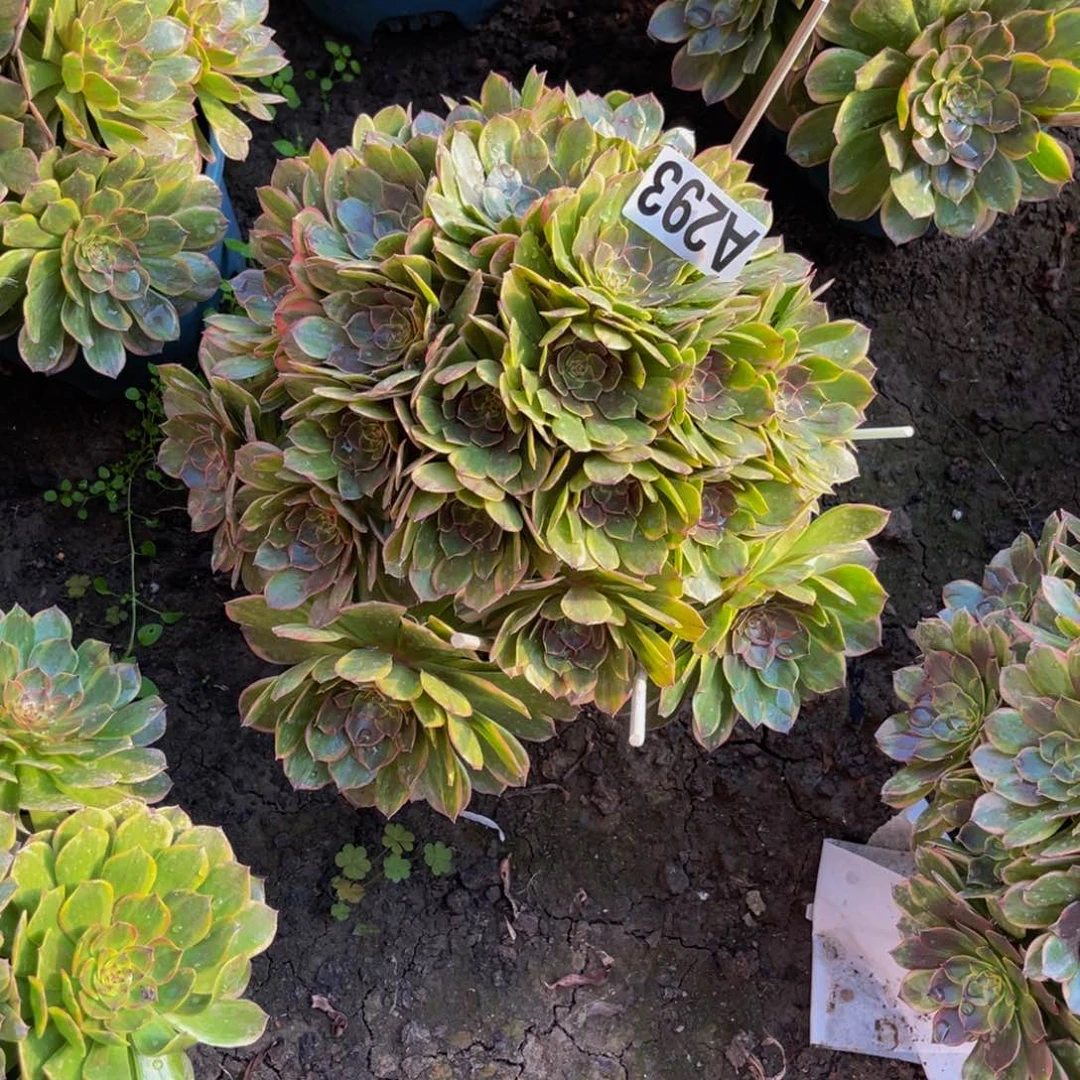 半夏法师26///////51包邮