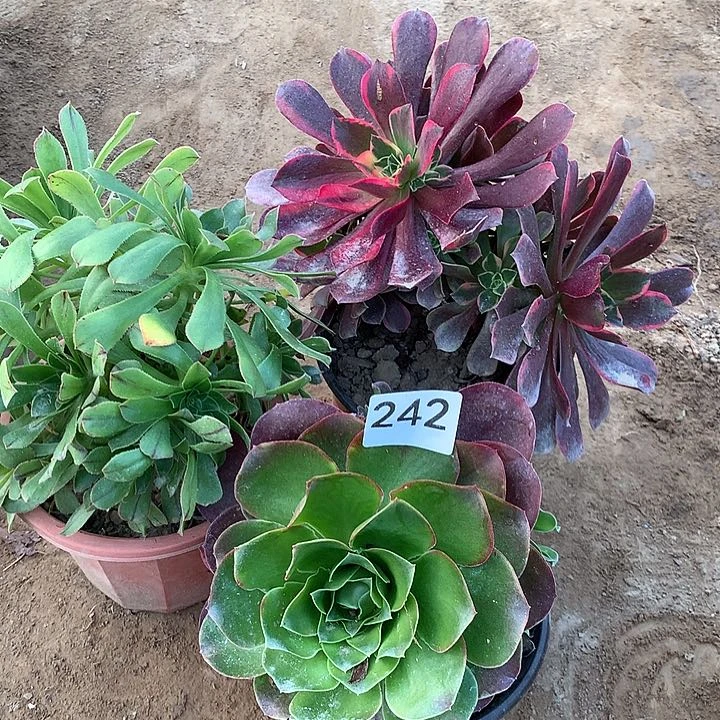 无花朵242三颗多肉南