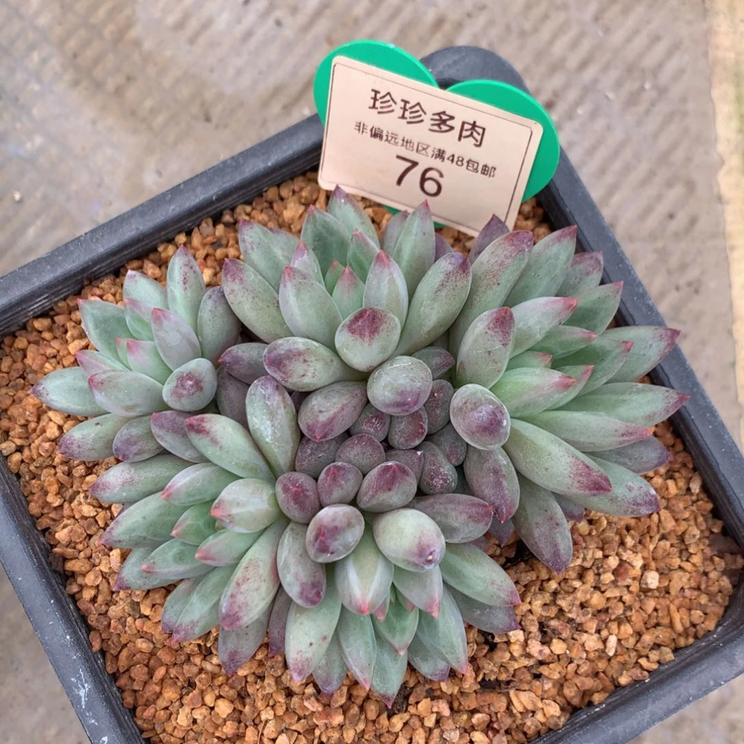 车厘子矮桩平头76
