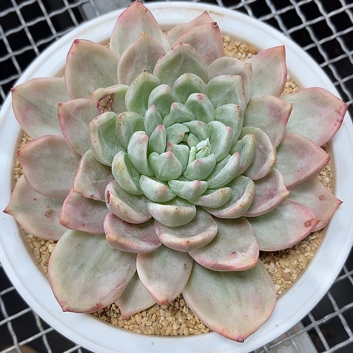 香槟锦多肉植物的