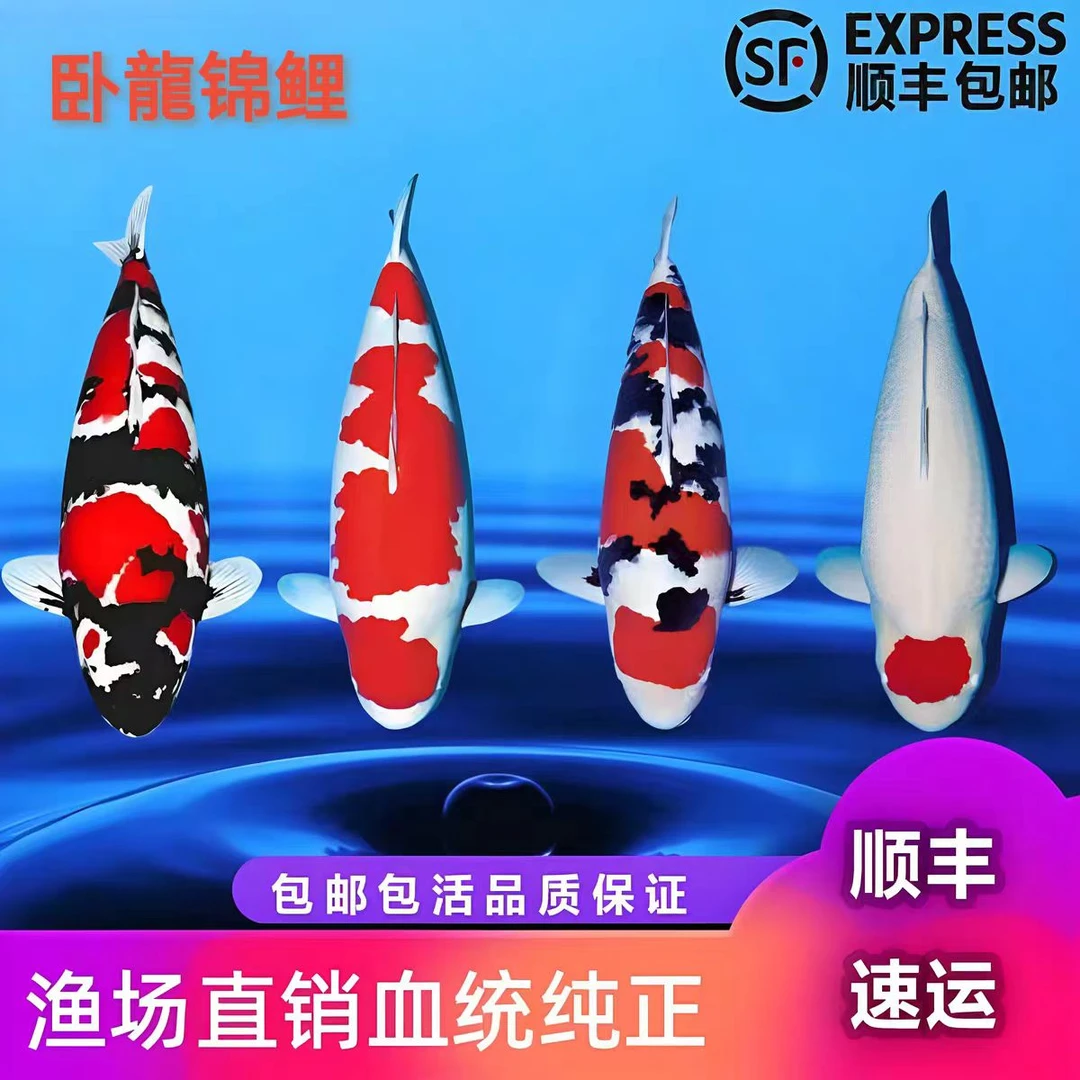 红白大正昭和锦鲤活体冷水淡水观赏鱼好养耐活招财鱼