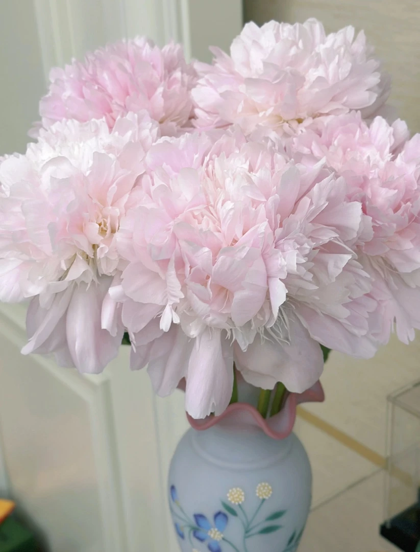 【过节的芍药·倍儿】你是我最深的爱恋  芍药鲜花过节产地直发