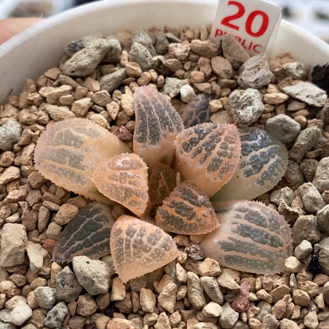 20号糊斑具味城锦多肉