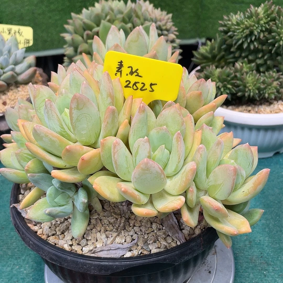 是因为那句不2525