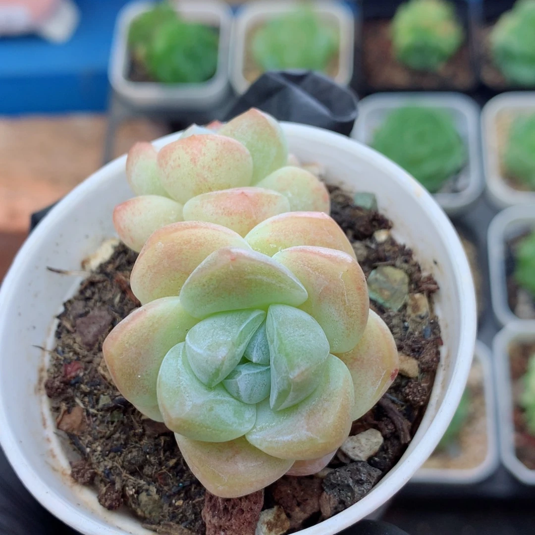 58包邮  群生不包整冰玉161