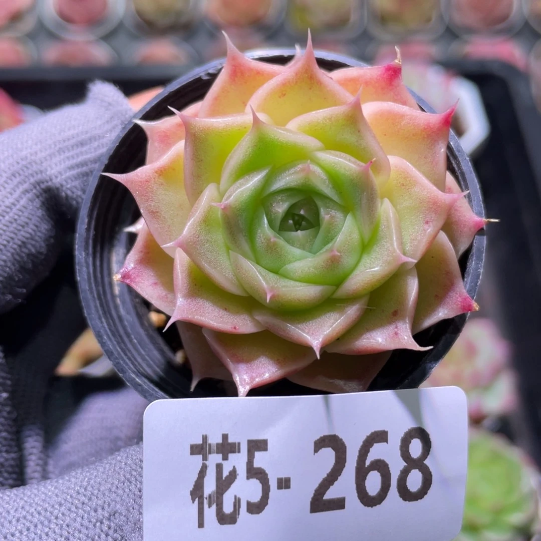 花利美 5-268霜瓷