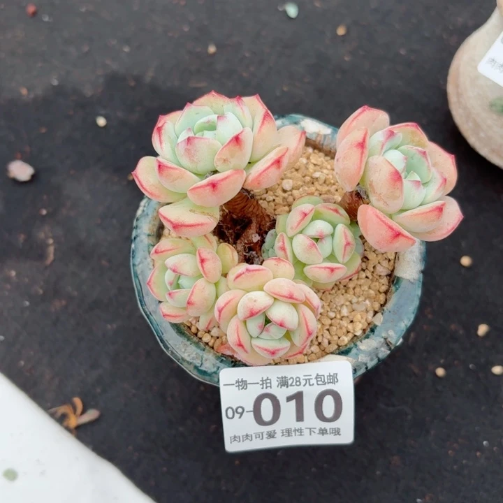 白底香草无盆土发货多肉多肉无