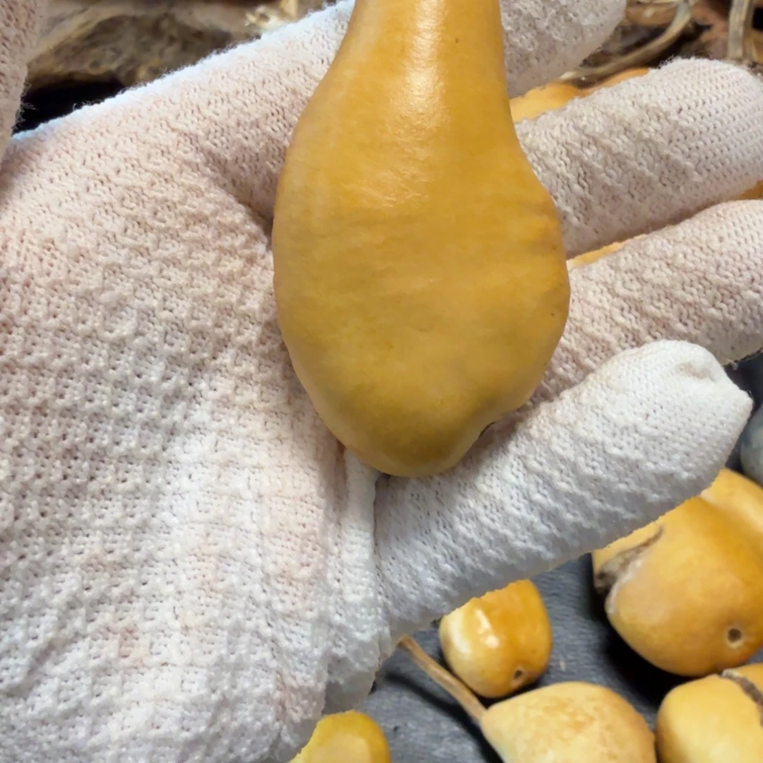 ****飞666667666667666666