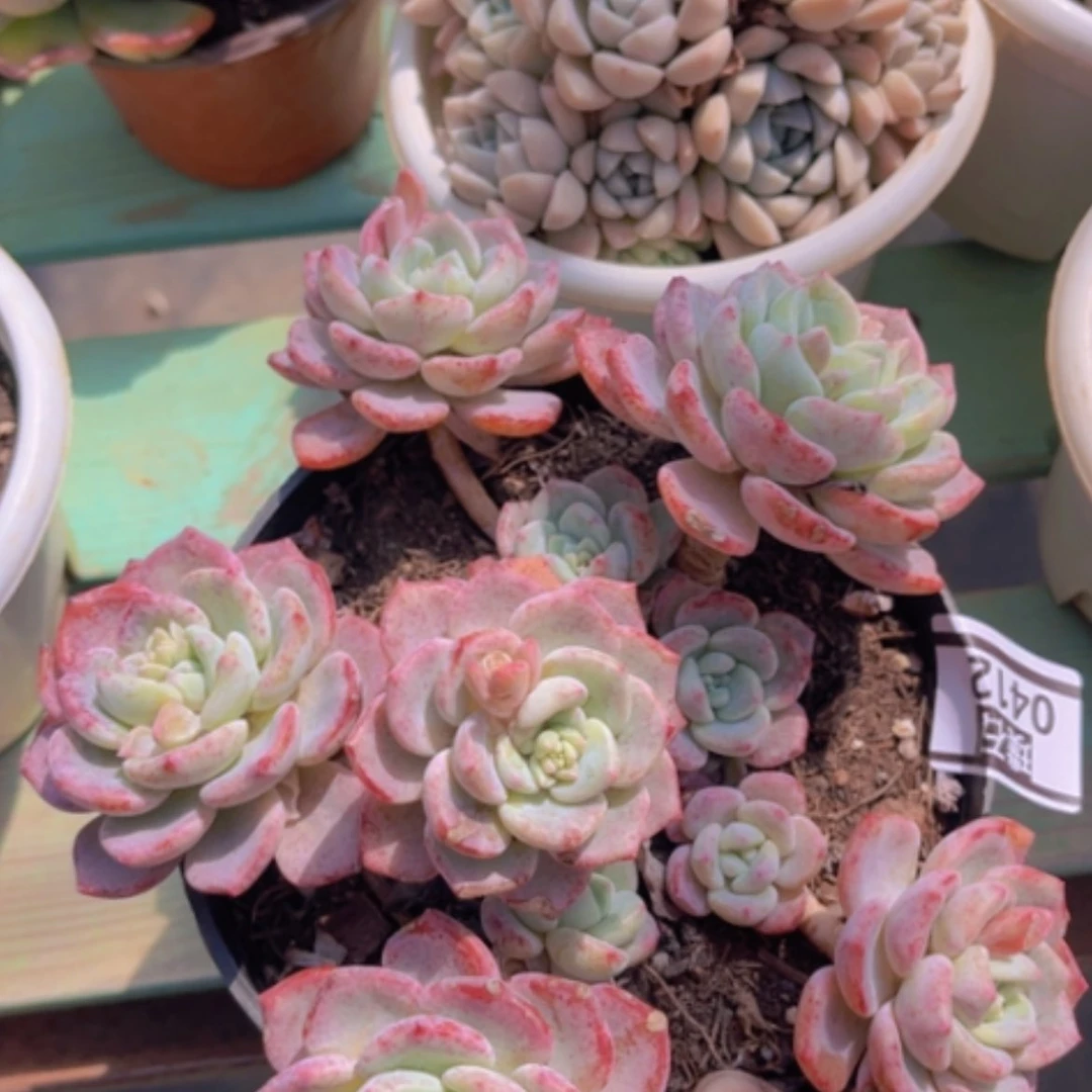 【闪购商品】千山雪0412